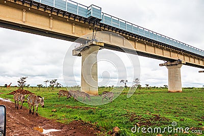 A herd of zebras grazing below the Nairobi Mombasa Standard Gauge Railway passing through Nairobi National Park, Kenya Stock Photo