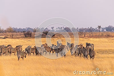 A herd of Zebras roaming the Okavango Delta Stock Photo