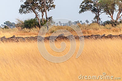 A herd of Zebras roaming the Okavango Delta Stock Photo