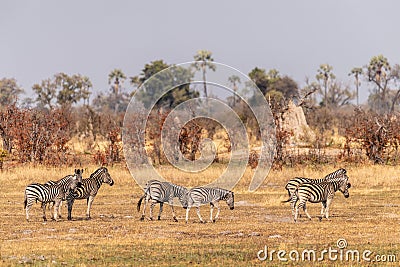 A herd of Zebras roaming the Okavango Delta Stock Photo