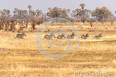 A herd of Zebras roaming the Okavango Delta Stock Photo