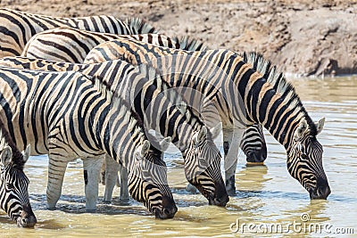 Herd of zebras in a row drinking at waterhole in sunshine Stock Photo