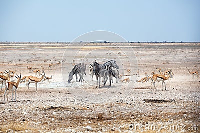 Herd of zebras and springbok antelopes drinks water from drying out lake on white Etosha pan land, Namibia, Southern Africa Stock Photo