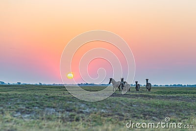 Herd of Zebras walking in the bush in backlight at sunset. Scenic colorful sunlight at the horizon. Wildlife Safari in the african Stock Photo