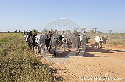 Herd of zebu Stock Photo