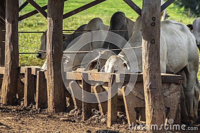 Herd of zebu Nellore animals in a feeder area of a beef cattle farm Stock Photo