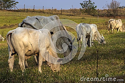 Herd of zebu Nellore animals in a pasture area of a beef cattle farm Stock Photo
