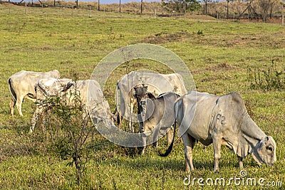 Herd of zebu Nellore animals in a pasture area of a beef cattle farm Stock Photo