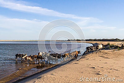 Herd of zebus Stock Photo