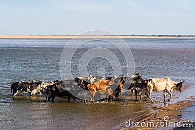 Herd of zebus Stock Photo