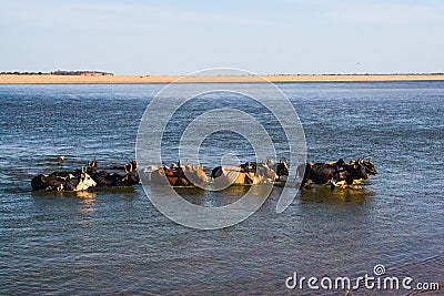 Herd of zebus Stock Photo