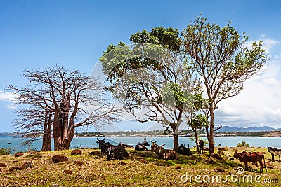 Herd of zebus Stock Photo