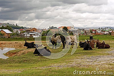 Herd of zebus Stock Photo