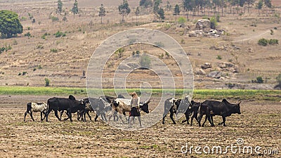 Herd of zebus in Madagascar Stock Photo