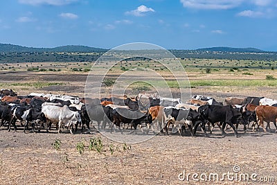 Herd of zebus walking in Tanzania Stock Photo