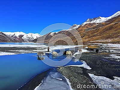 Grazing on the snowy mountain Stock Photo