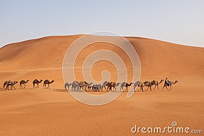 A herder leads a group of Arabian camels in crossing the desert in Riyadh, Saudi Arabia Editorial Stock Photo