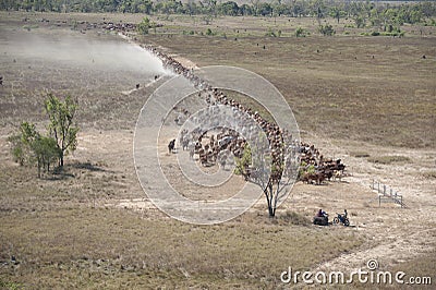 Herding braham cattle on the flood plains near the gulf of Carpentaria Stock Photo