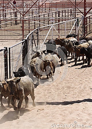 Herding Cattle Stock Photo