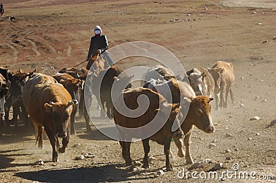 Herding cattle Stock Photo