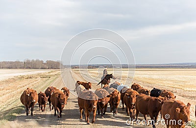 Herding cattle down a dirt road Stock Photo