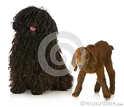 Herding dog Stock Photo