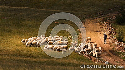 Herding sheeps in Bashang grassland Editorial Stock Photo