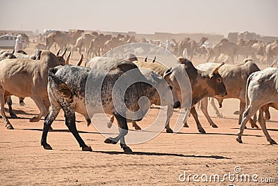 Cows heading to Market in Khartoum Stock Photo