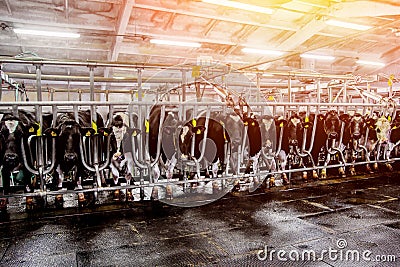 Herds of cows in the milking parlor on the farm Stock Photo