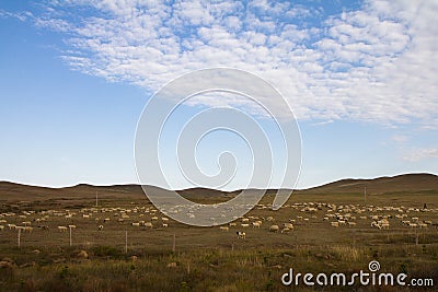 Herds on the prairie Stock Photo