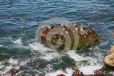 Herds of sea lions resting on the rocky island in the middle of the ocean. Pacific ocean wild life. Seals on the cliff in the sea Stock Photo