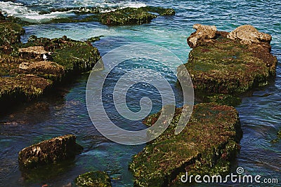 Herds of sea lions resting on the rocky island in the middle of the ocean. Pacific ocean wild life. Seals on the cliff in the sea Stock Photo