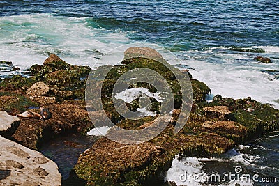 Herds of sea lions resting on the rocky island in the middle of the ocean. Pacific ocean wild life. Seals on the cliff in the sea Stock Photo