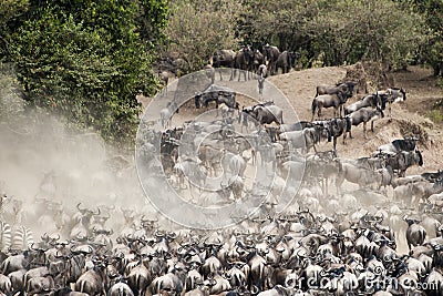 Herds of Wildebeest in Great Migration, Kenya Stock Photo