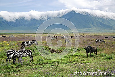 Herds of zebras and blue wildebeests graze in Ngorongoro Crater Stock Photo