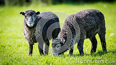 Herdwick lambs grazing Stock Photo