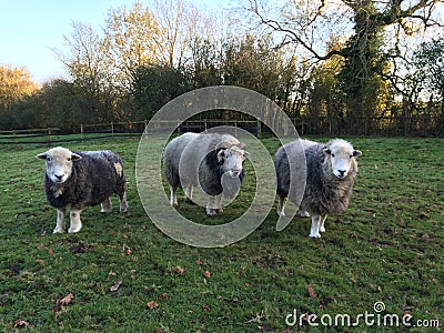 Herdwick Ram and Ewes Stock Photo