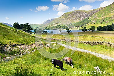 Herdwick sheep Buttermere Lake District Cumbria England uk on a beautiful sunny summer day surrounded by fells Stock Photo