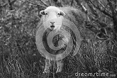 Herdwick sheep caught by surprise! Stock Photo