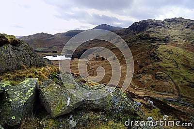 Herdwick Sheep on the fells Stock Photo