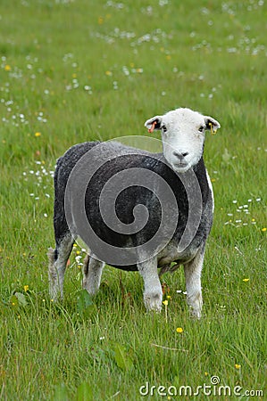 Herdwick Sheep Stock Photo
