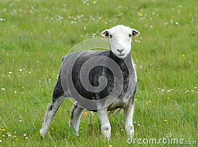 Herdwick Sheep Stock Photo