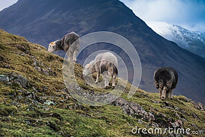 Herdwick sheep on the high fells. Stock Photo