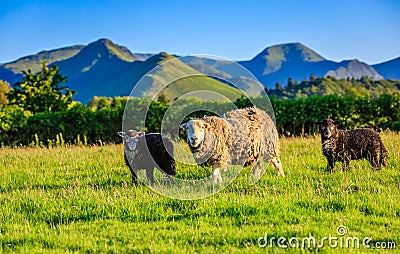 Herdwick sheep in The Lake District, Cumbria, England Stock Photo