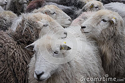 Herdwick sheep. Stock Photo