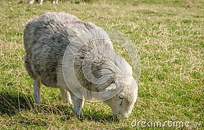 Herdwick Sheep Stock Photo