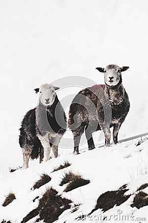 Herdwick sheep at the snowy Lake District in Scotland Stock Photo