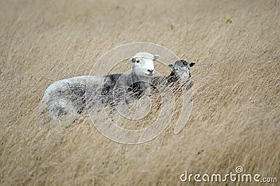 Herdwick Sheep on the South Downs Stock Photo