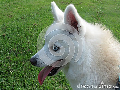 The Beautiful Pomsky at the Park Stock Photo