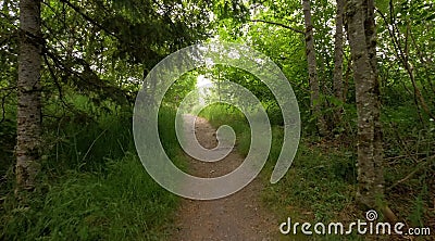 We walk in a good forest. Stock Photo